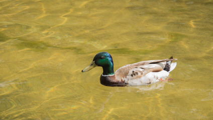 Mallard duck floats on water