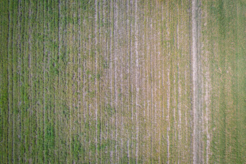 Drone photo of sown field in Mazowsze region of Poland