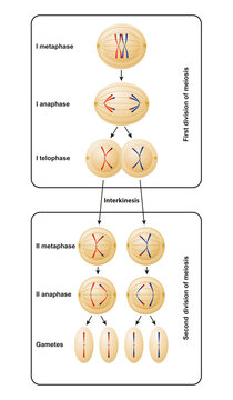 Division Of Meiosis. Meiosis Is Divided Into Meiosis I And Meiosis II