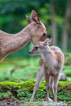 A mother deer caring for it's young fawn.