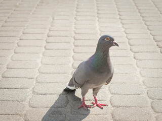 Gray pigeon on the cobblestones