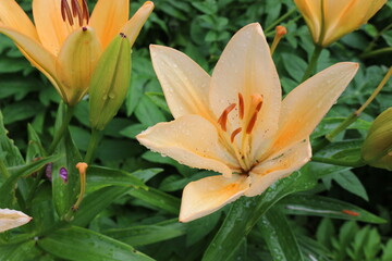 Tender apricot lilies bloom in the spring garden.
 Raindrops remained on their beautiful petals