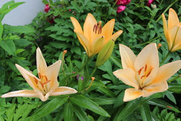 Fototapeta premium Tender apricot lilies bloom in the spring garden. Raindrops remained on their beautiful petals
