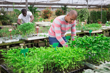 Latino man checking seedlings in garden center