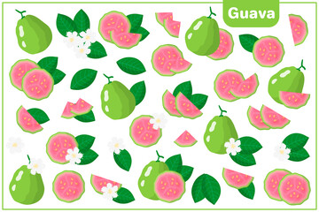 Set of vector cartoon illustrations with Guava exotic fruits, flowers and leaves isolated on white background