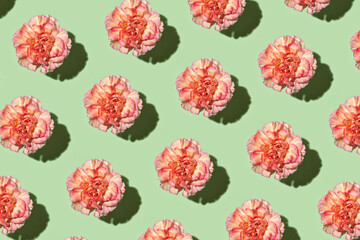 Pattern of a beautiful pink carnation flowers with harsh light and shadow cut on green background. Top view, flat lay