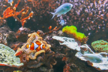 Naklejka na ściany i meble Sea anemone and clown fish in a marine aquarium. On the background of the sea floor.