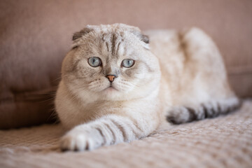 Very beautiful light gray scottish fold with bright eyes close up looking at camera.