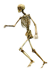 3D Rendering Human Skeleton on White