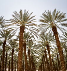 40 year-old date palm trees in the field.