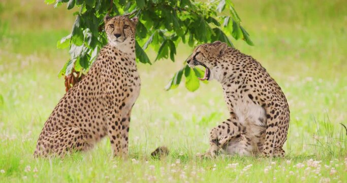 Cheetahs yawning on field in forest