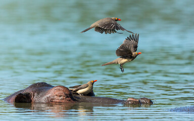 Hippo sleeping in water surrounded by oxpeckers in Kruger Park South Africa