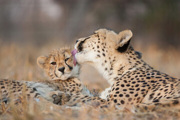 Female cheetah licking her baby cheetah's cheek in Kruger Park South Africa - obrazy, fototapety, plakaty