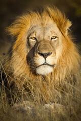 Vertical portrait of a beautiful lion close up on his head in golden light Kruger Park