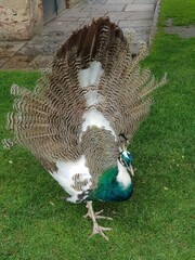 Pfau der die Federn zum Rad aufrichtet