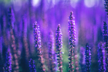 Close up of purple decorative sage flowers field. Beautiful summer garden violet floral bloom background. Salvia Bumbleberry, Woodland Sage. Selective focus. 