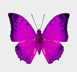 Beautifu Pink Butterfly isolated on white background for Valentine's scheme