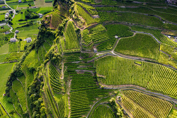 Valtellina (IT) - vineyards and terraces in the Tresivio area