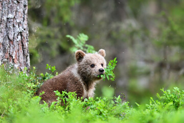 Brown bear cub in the forest eating leaves from a young tree