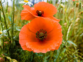 Fototapeta premium Red poppies on a green meadow, macro closeup on the seed nest