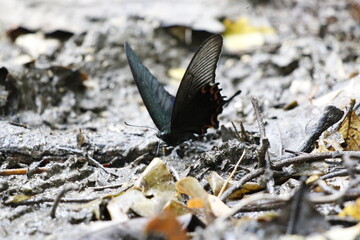 西表島のヤエヤマカラスアゲハ