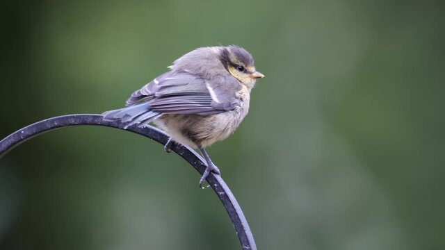 Blue Tit Fledgling Baby Bird Waiting For Food On Metal Perch
