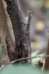西表島のサキシマキノボリトカゲ