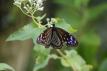 西表産ツマムラサキマダラのメス