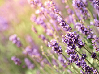 Soft focus on lavender flowers in flower garden.