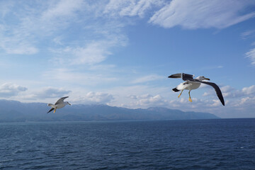 Sea gull in flight, a close up image of one taken in Sado Island Japan. with a blue seascape background.