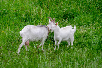 Obraz premium Two white goats in a field on the grass.
