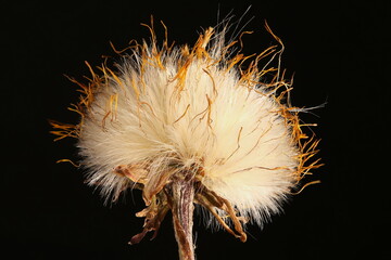 Fototapeta premium Colt's Foot (Tussilago farfara). Fruiting Capitulum Closeup