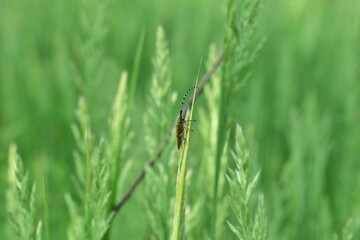 View of a beetle lumberjack beetle from its side, it sits on the green grass.