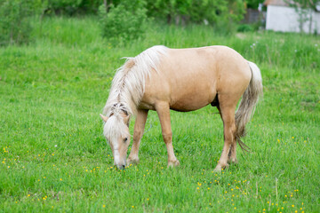 Naklejka na ściany i meble Golden horse grazes in a field on green grass.