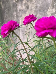 pink magenta flowers
 
