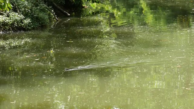 Asian common water monitor large varanid lizard native to Asia. Varanus salvator on the green grass near riverbank, lake or pond. Carnivore Reptile hunting. Wild dragon predator on Bangkok street.