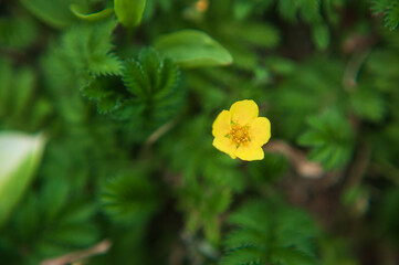  Buttercup. Yellow buttercup flower. Floral background