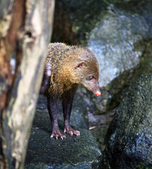 A mongoose in Malaysia.