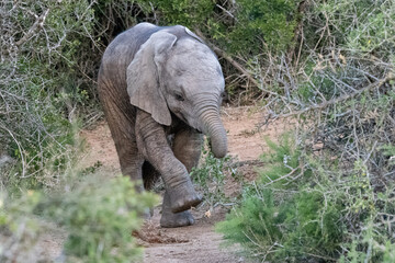 Elefantenbaby im Wald