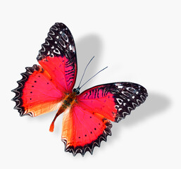 Beautiful Red Butterfly flying with soft shadow isolated on white background