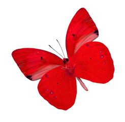 Beautiful Red butterfly isolated on white background (yellow orange tip butterfly)