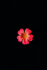 Red flower with five petals on a black isolated background