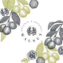 Hand drawn sketch walnut design template. Organic food vector illustration. Vintage nut illustration. Engraved style botanical background.