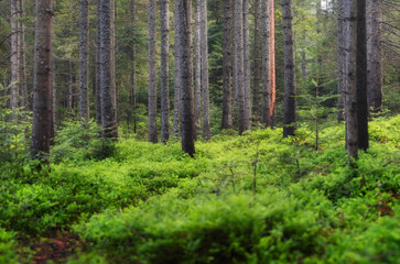 Obraz premium Fresh plants in the forest. Natural background. The forest after the rain. Picture for wallpaper..