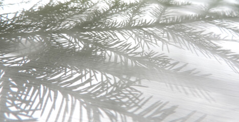     Blurred Overlay effect.  on a white surface the shadow of spruce  branches .  Abstract neutral nature concept background.
