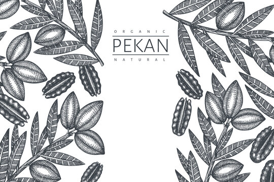 Hand drawn pecan branch and kernels design template. Organic food vector illustration on white background. Vintage nut illustration. Engraved style botanical picture.