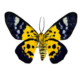 Beautiful Zigzag flat butterfly, the yellow and blue butterfly isolated on white background