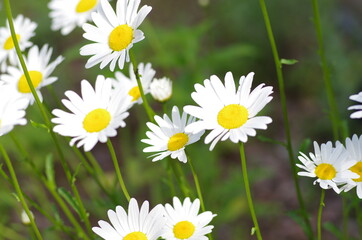 Fototapeta premium 花