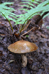 White mushroom with a dark cap grows in the forest: vertical, selective focus, harvest concept of healthy nutrition and veganism and vegetarianism