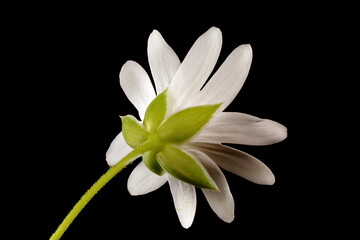 Greater Stitchwort (Stellaria holostea). Flower Closeup